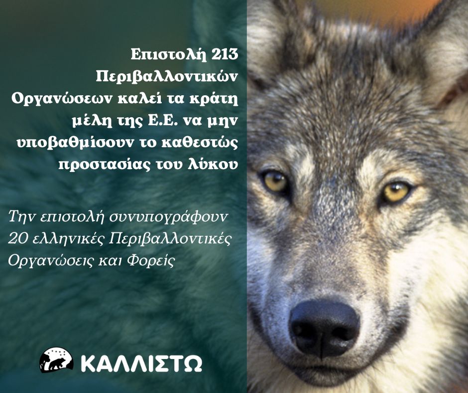 QnA για το καθεστώς προστασίας του λύκου στην Ε.Ε.
