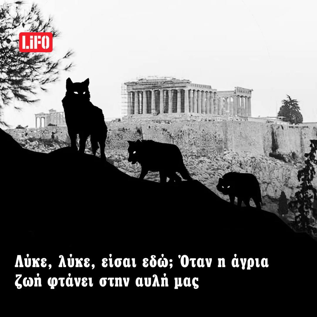 Lifo Podcast: Λύκε, λύκε, είσαι εδώ; Όταν η άγρια ζωή φτάνει στην αυλή μας