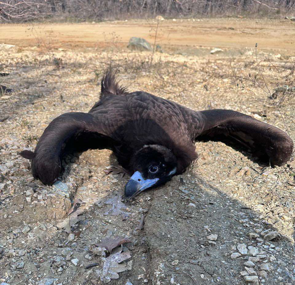 Όχι άλλη καθυστέρηση στην αντιμετώπιση της θανάσιμης απειλής των δηλητηριασμένων δολωμάτων!