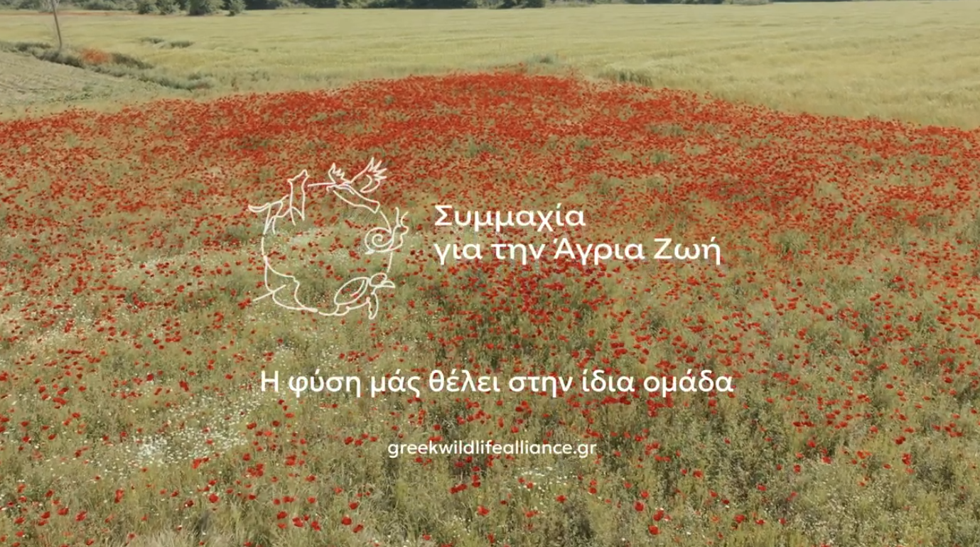 Συμμαχία για την Άγρια Ζωή: Λύσεις για ένα καλύτερο μέλλον για την πανίδα της Ελλάδας