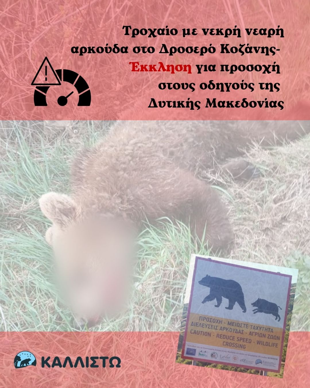 Τροχαίο με νεκρή νεαρή αρκούδα στο Δροσερό Κοζάνης – Έκκληση για προσοχή στους οδηγούς της Δυτικής Μακεδονίας